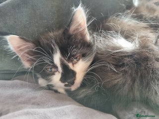 Mixed Breed cats - Advert 4