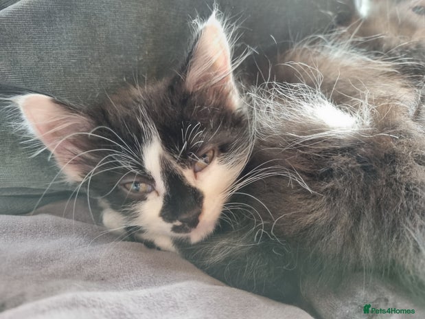 Mixed Breed cats - Advert 1