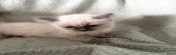 Ragdoll cats for sale: Beautiful pure ragdolls  - Advert 23