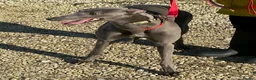 Greyhound dogs for adoption: Lovely Leena wants a new forever home - Advert 2