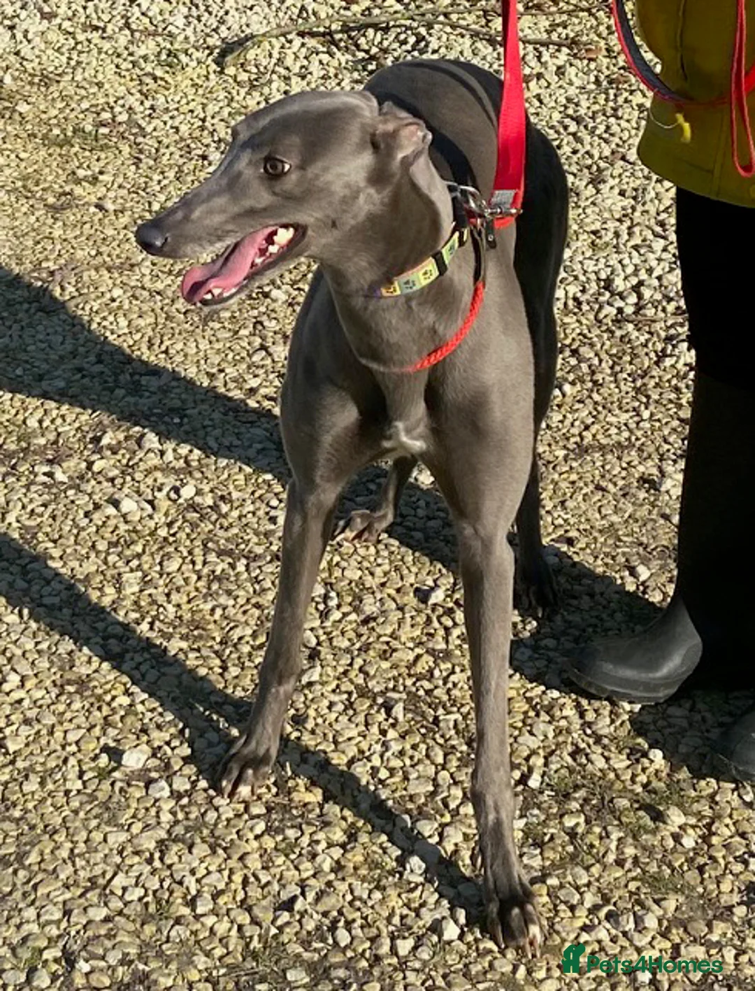 Greyhound dogs for adoption: Lovely Leena wants a new forever home - Advert 2
