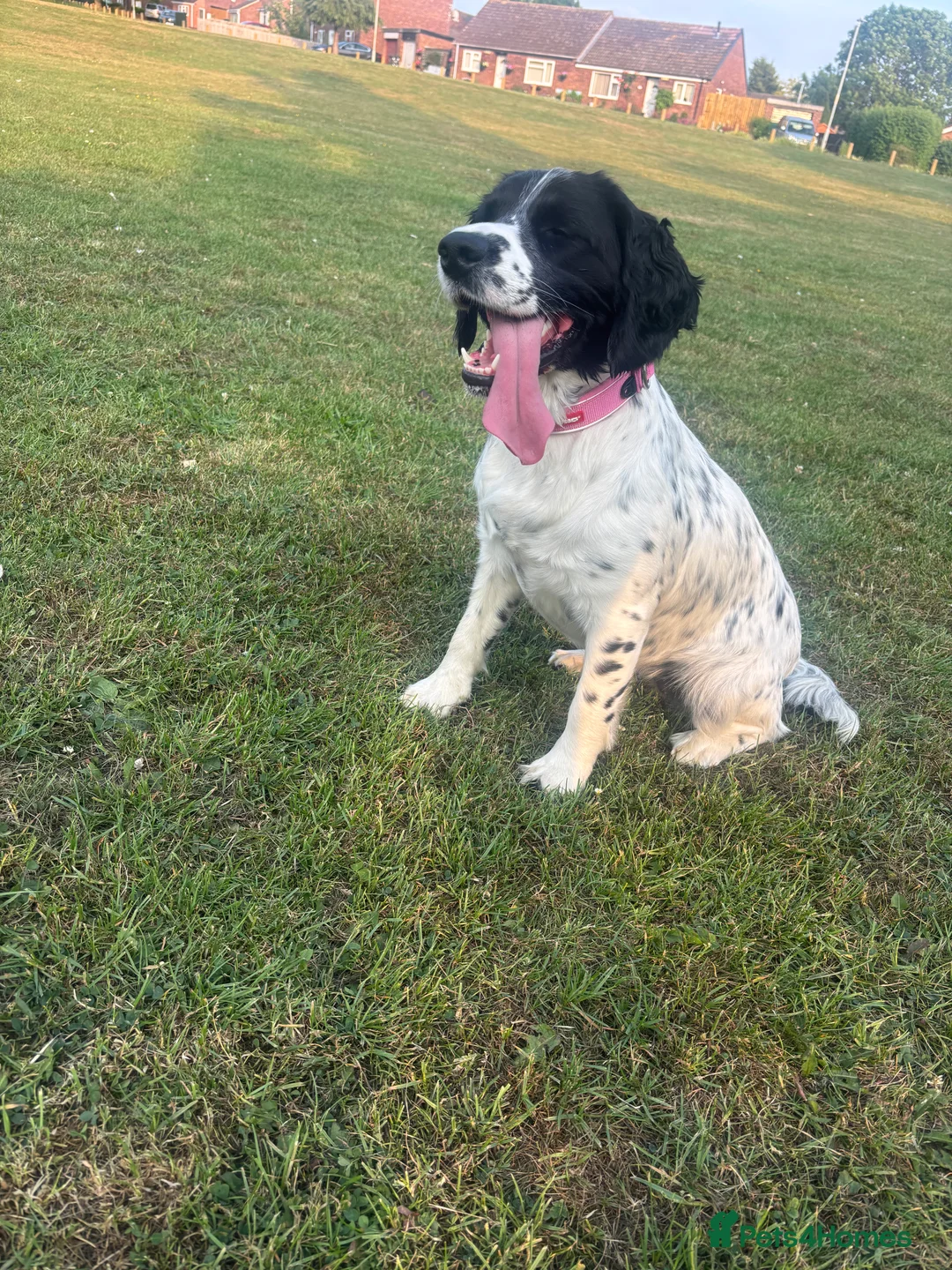 Mixed Breed dogs for sale: Springer x Clumber spaniel  in Gloucester - Advert 9
