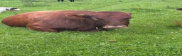 Cows & Bulls livestock for sale: Dexter x Galloway Cows and Dexter Bull for sale  - Advert 2
