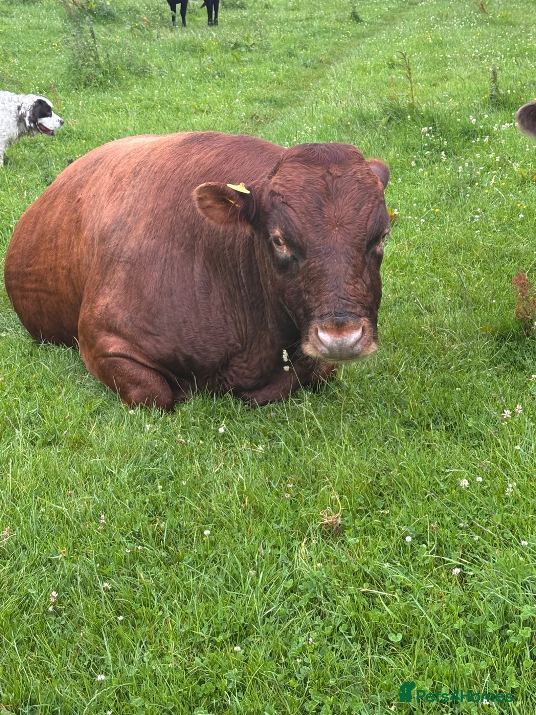 Cows & Bulls livestock for sale: Dexter x Galloway Cows and Dexter Bull for sale  - Advert 2