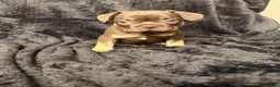 French Bulldog dogs for sale: Beautiful French Bulldog puppies - Advert 8