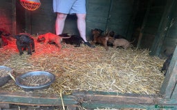 Belgian Shepherd Dog dogs for sale: Litter  - Image 10