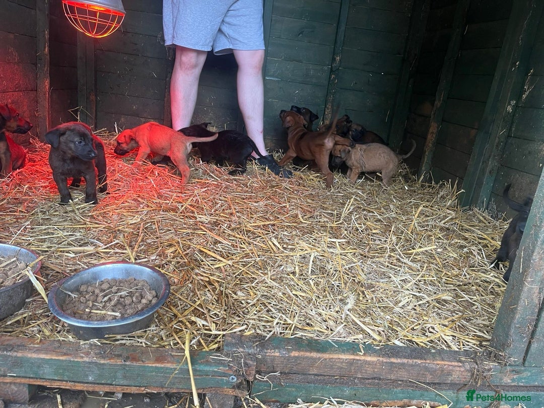 Belgian Shepherd Dog dogs for sale: Litter  - Image 10