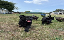 German Shepherd dogs for sale: READY NOW - Image 4