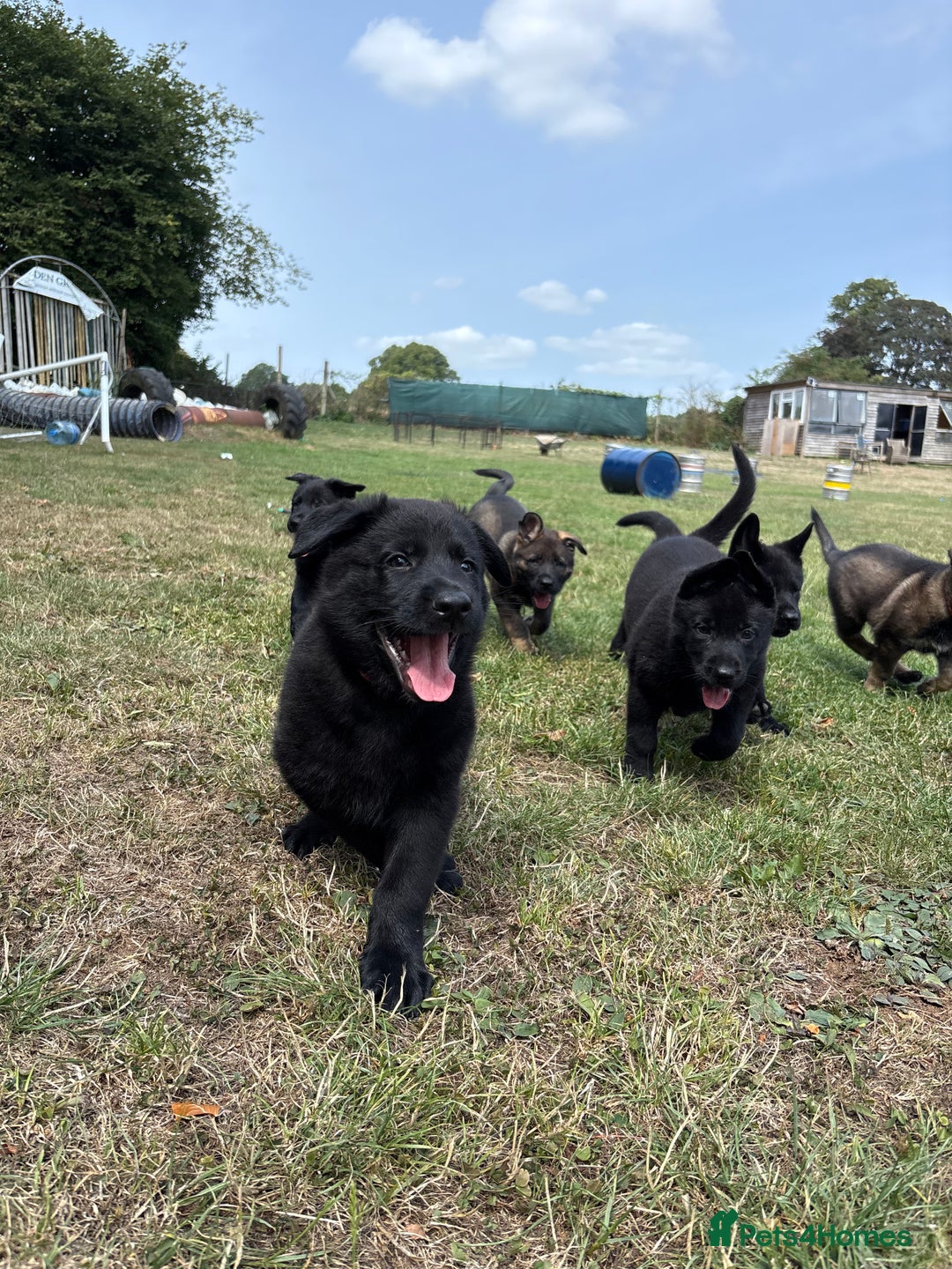 German Shepherd dogs for sale: READY NOW - Image 4