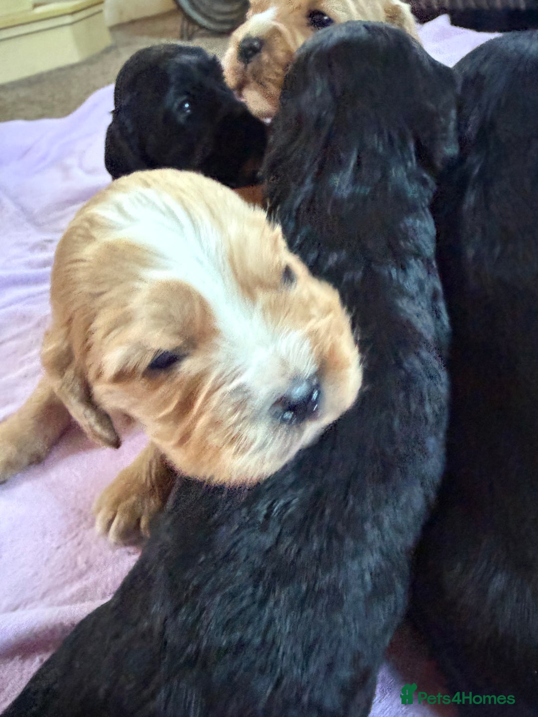 Mixed Breed dogs for sale: Gorgeous toy apricot and black cavapoos  - Advert 15