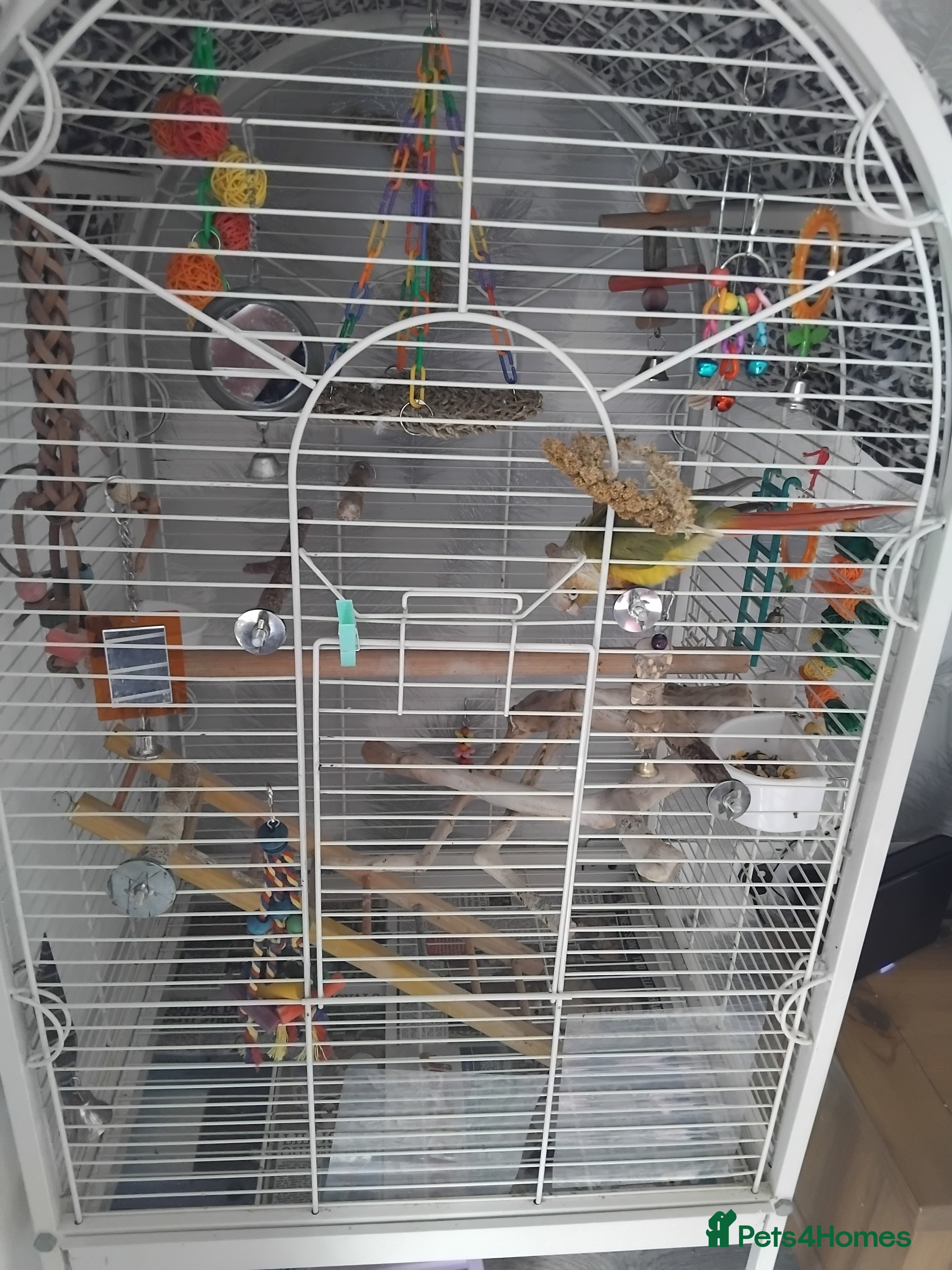 Conures birds Conure  - Advert 12