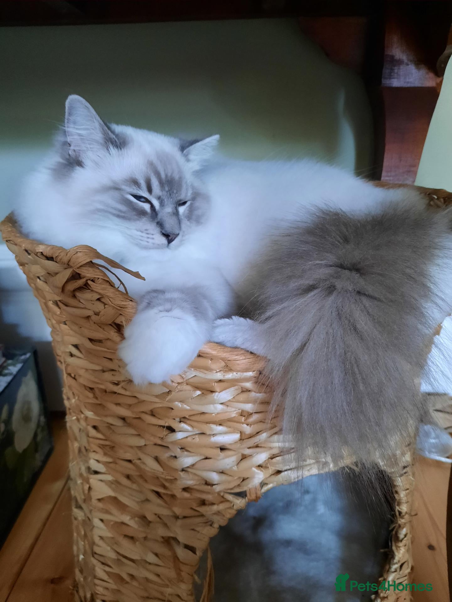 Ragdoll cats for sale: Gorgeous lynx ragdoll kitten looking for 5*home - Advert 1