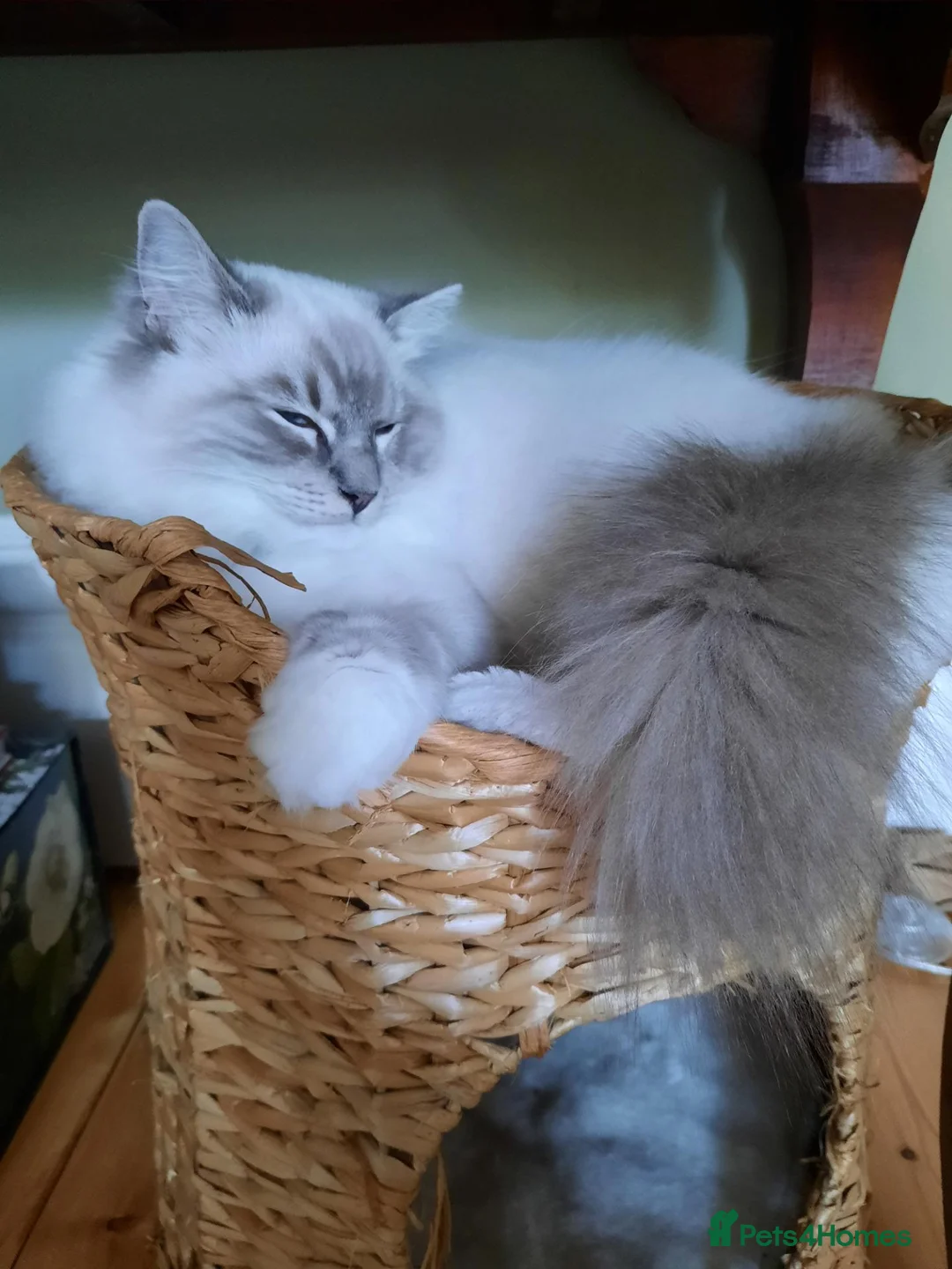 Ragdoll cats for sale: Gorgeous lynx ragdoll kitten looking for 5*home in Bexhill-on-Sea - Advert 1