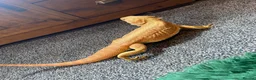 Bearded Dragon reptiles for sale: Bearded dragon  - Advert 2