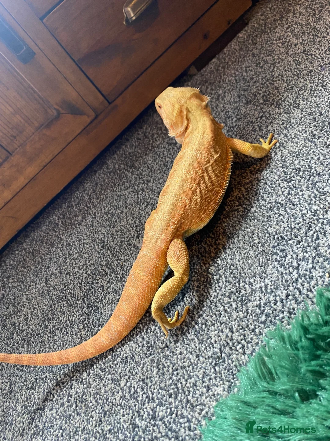 Bearded Dragon reptiles for sale: Bearded dragon  - Advert 2