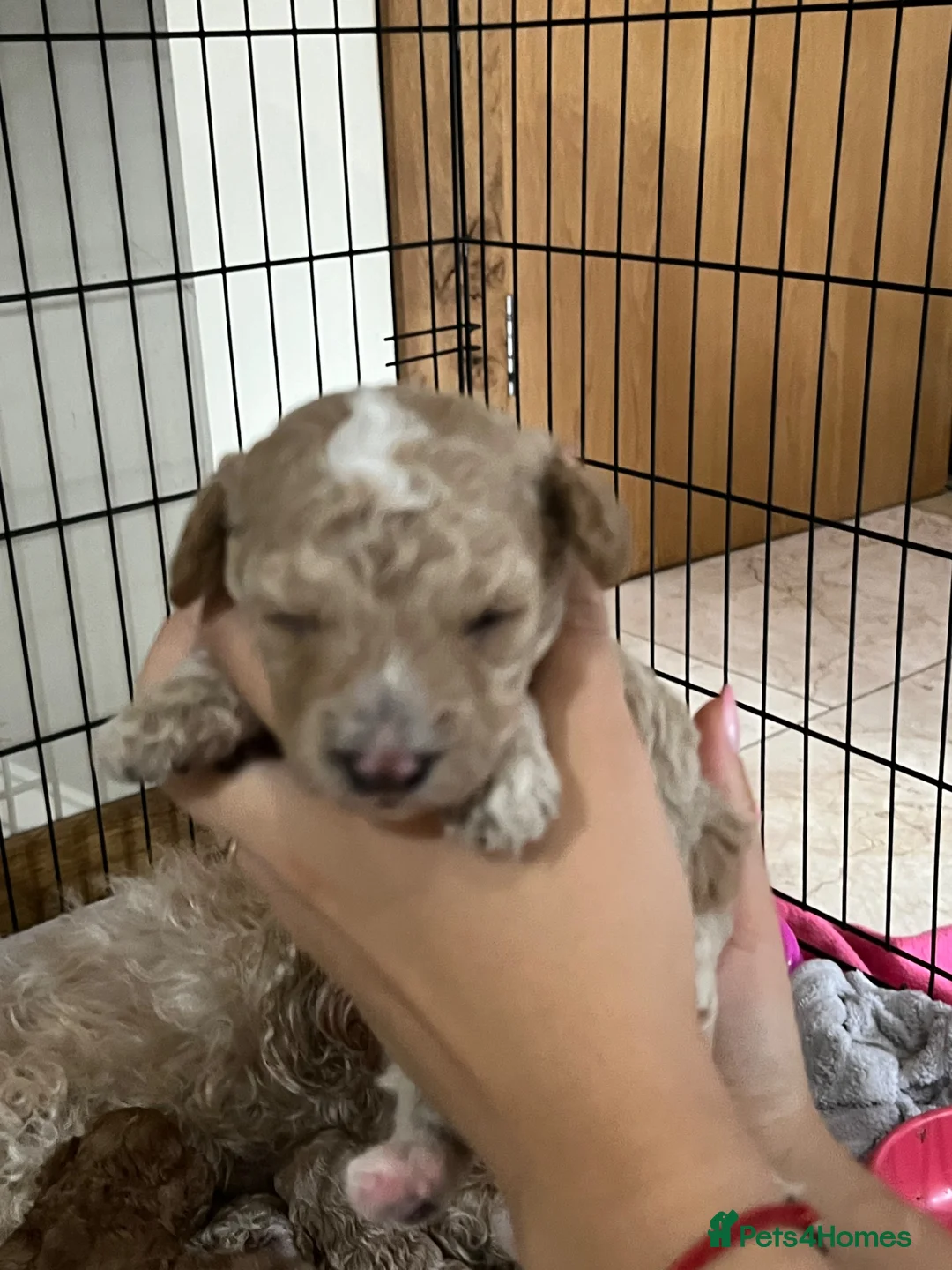 Maltipoo dogs for sale: Maltipoo Puppies  - Advert 26