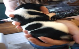 Jack Russell dogs for sale: Jack Russell litter  - Image 8