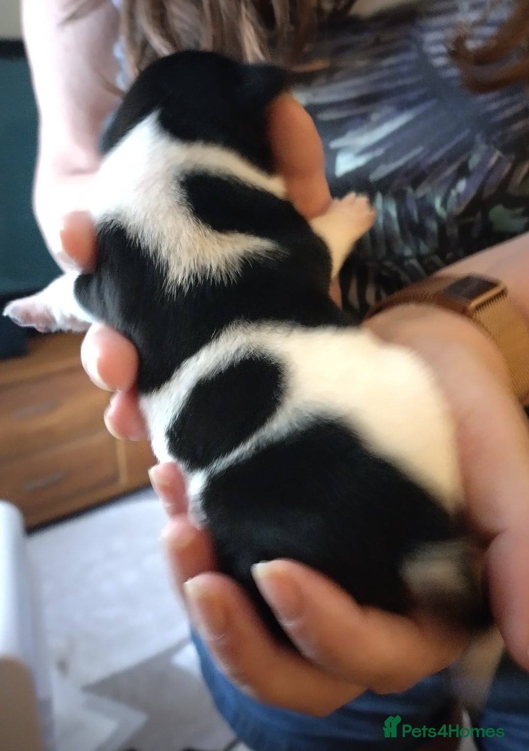 Jack Russell dogs for sale: Jack Russell litter  - Image 8