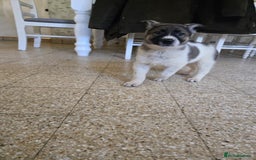 Mixed Breed dogs for sale: German Shepherd x Northern Inuit Puppies - Image 9