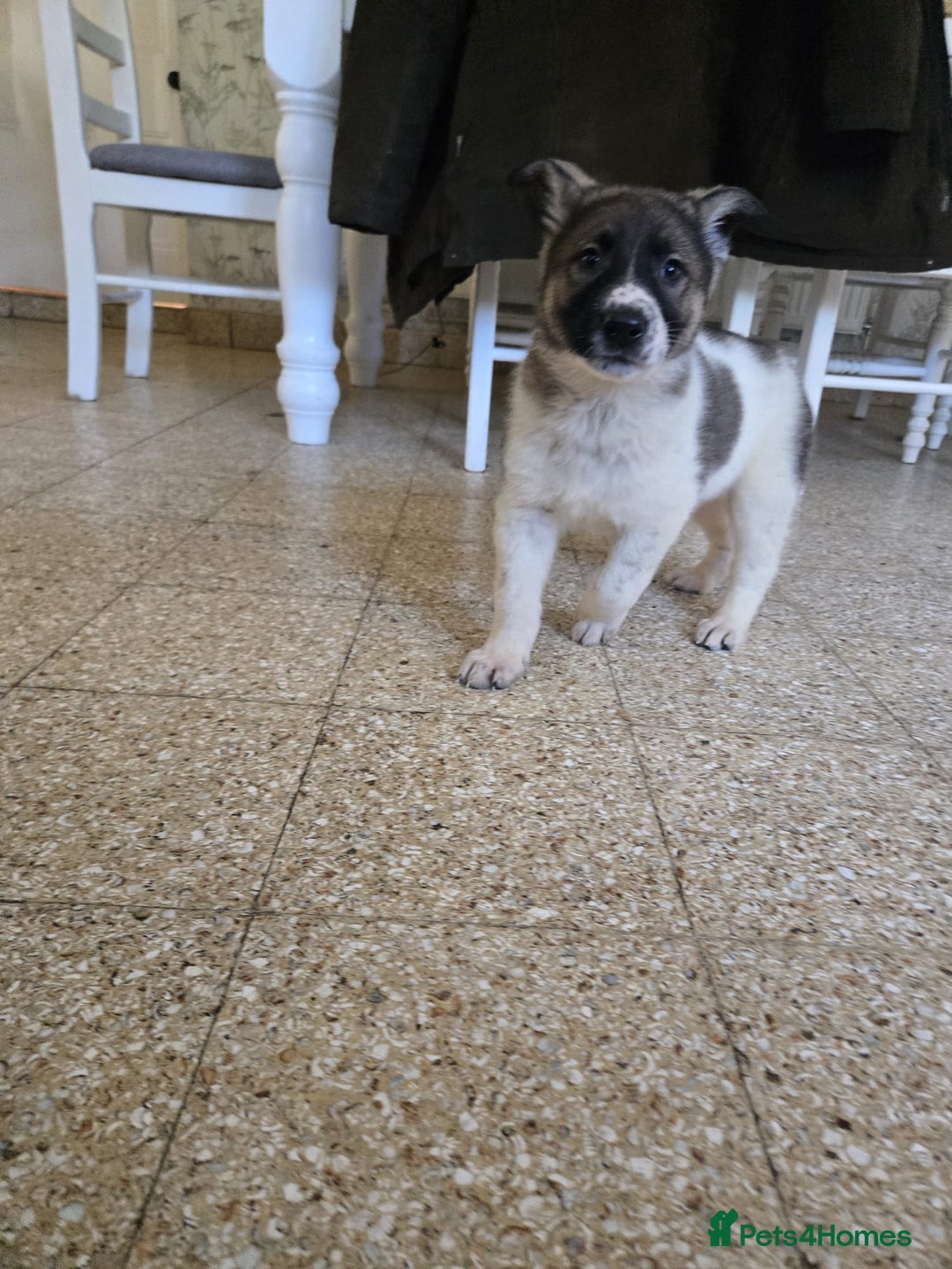Mixed Breed dogs for sale: German Shepherd x Northern Inuit Puppies - Image 9