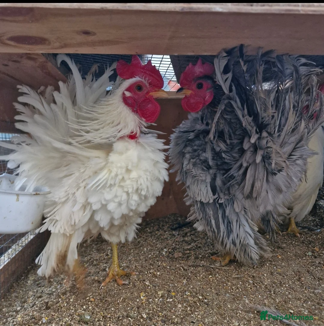 Chickens poultry for sale: Serama rooster - Advert 5
