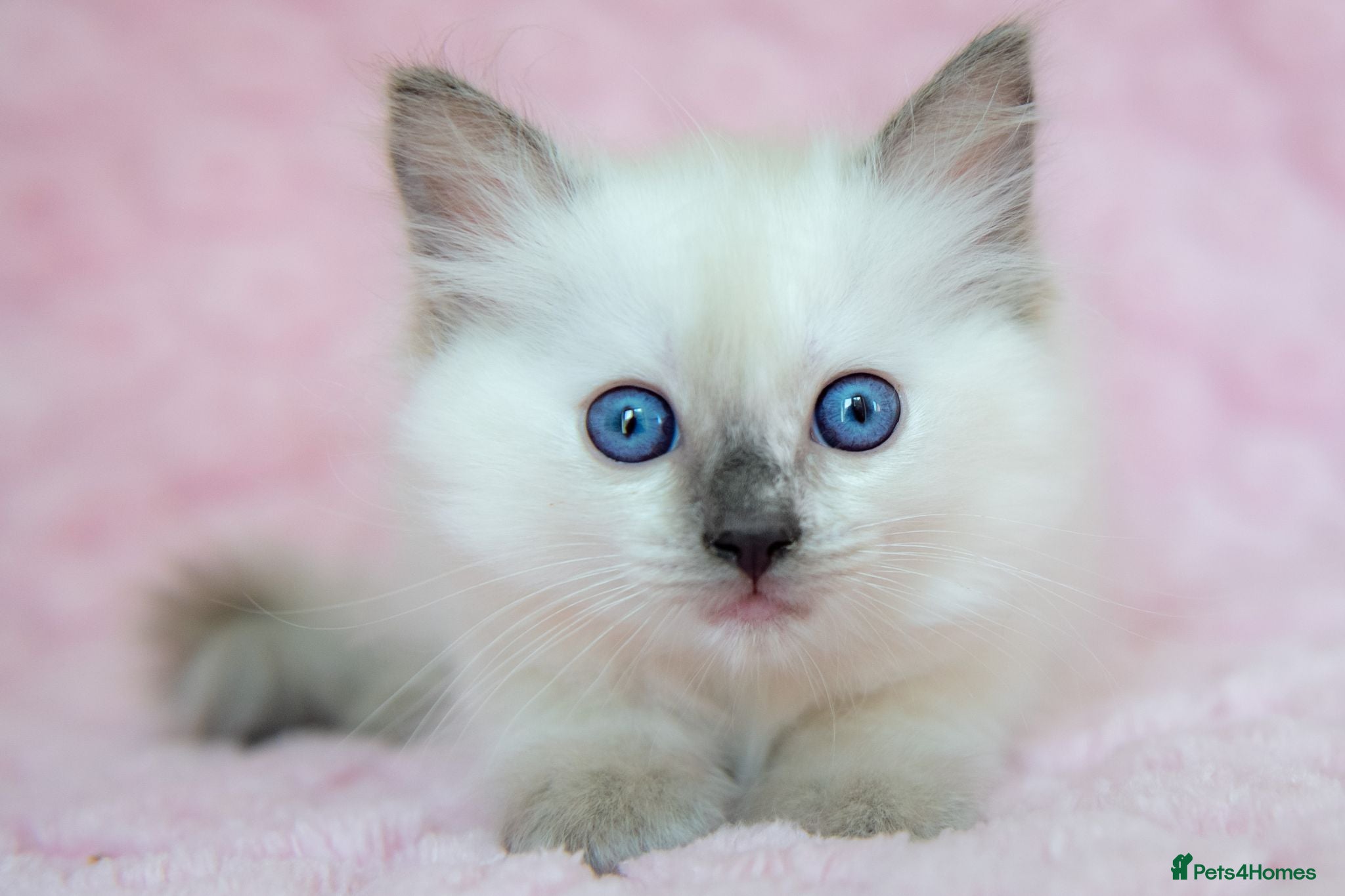 Ragdoll cats Stunning Ragdolls Ready Now. - Advert 1