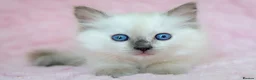 Ragdoll cats for sale: Stunning Ragdolls Ready Now. - Advert 7