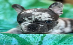 French Bulldog dogs for sale: French Bulldog 4 Boys and 3 girls  - Image 3