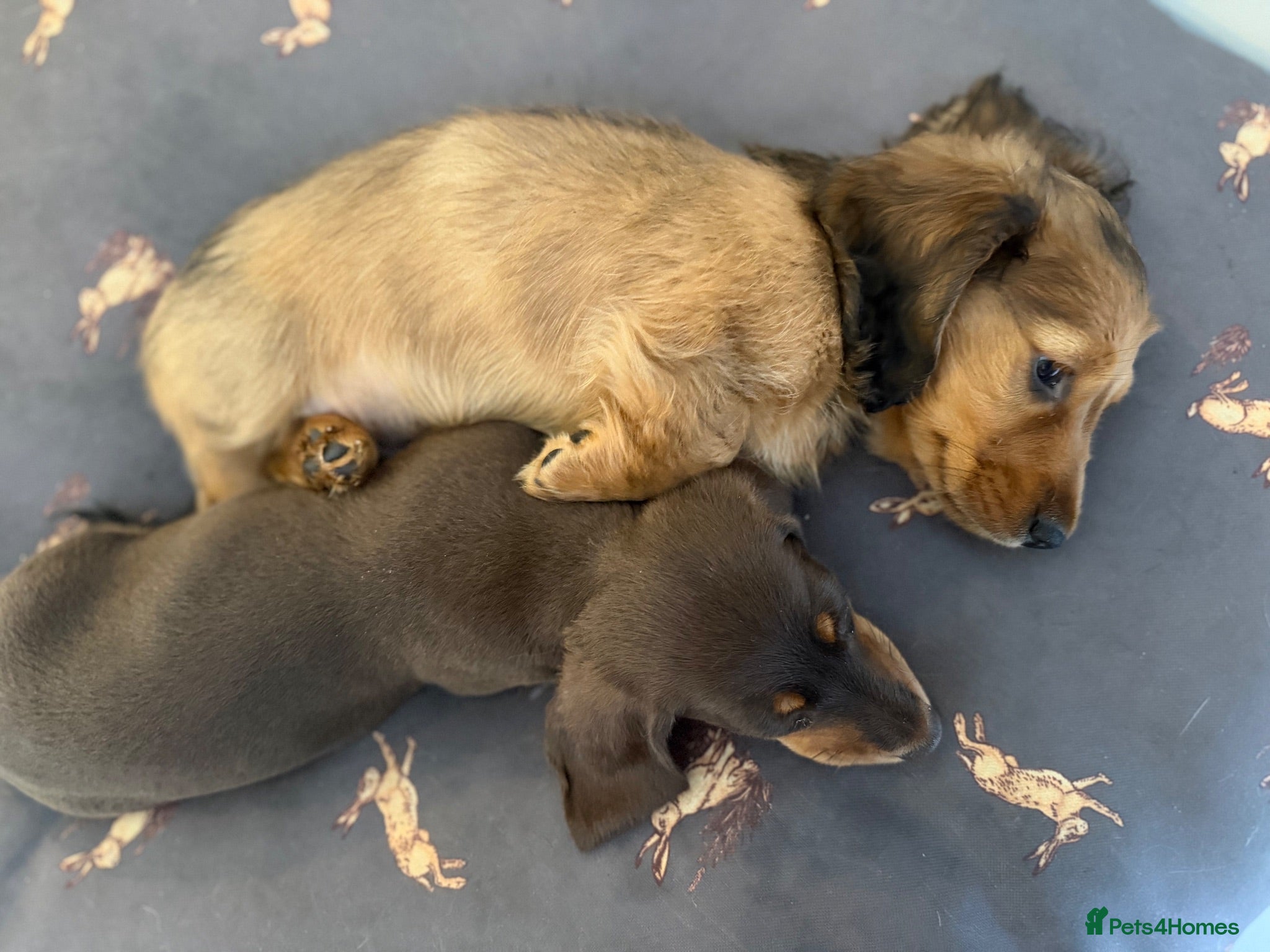 Miniature Dachshund dogs Quality miniature dachshunds  - Advert 2