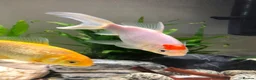 Goldfish fish for sale: 5 mixed gold fish looking for a new home in Aylesbury - Advert 5