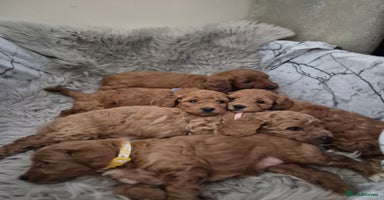 Cockapoo dogs - Advert 15