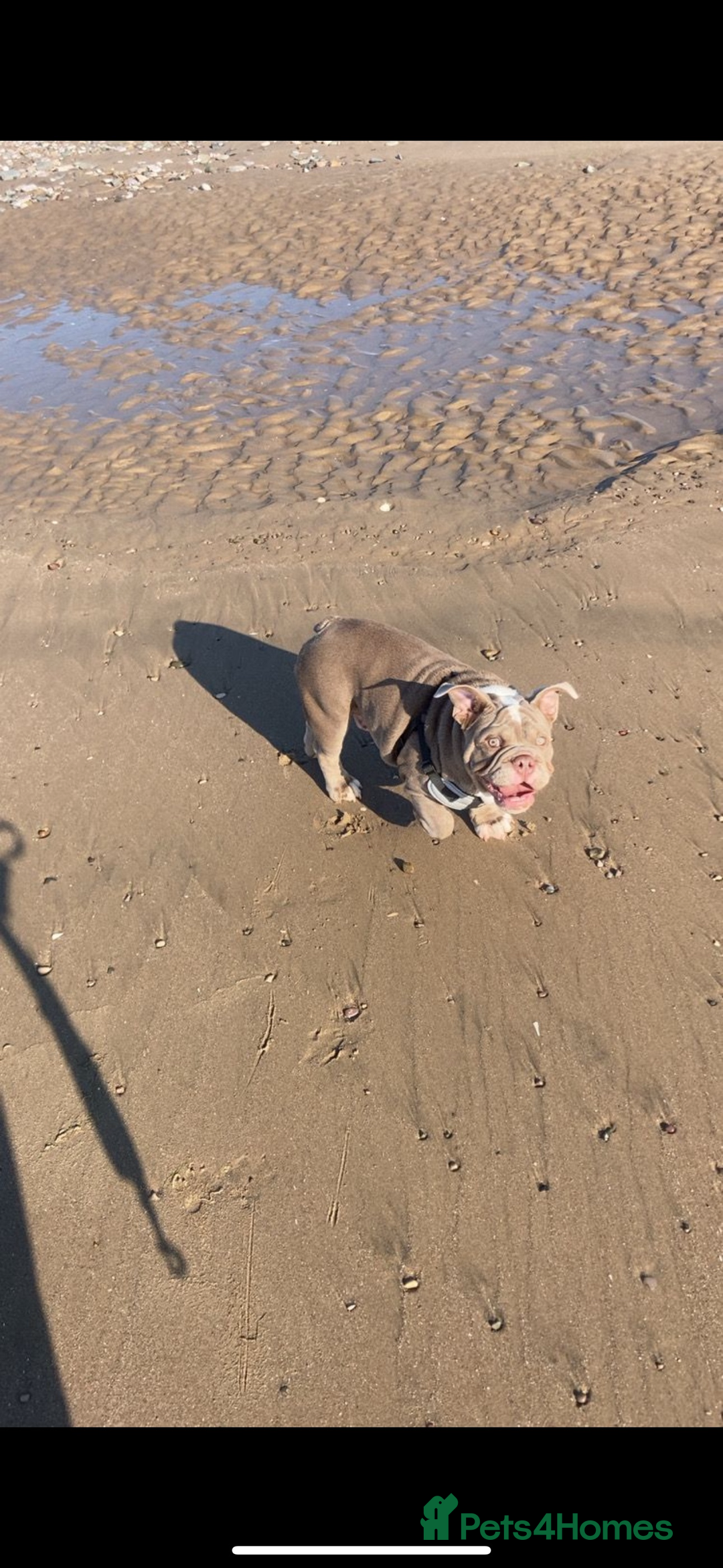 English Bulldog dogs for sale: Lilac male British bulldog - Advert 5