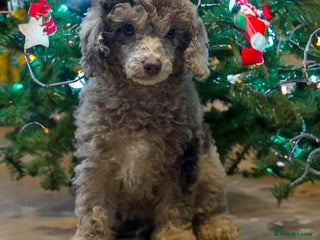 Miniature Poodle dogs Beautiful Miniature Poodle pups - Advert 17