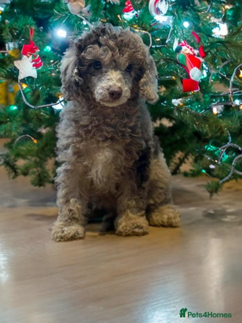 Miniature Poodle dogs Beautiful Miniature Poodle pups - Advert 7
