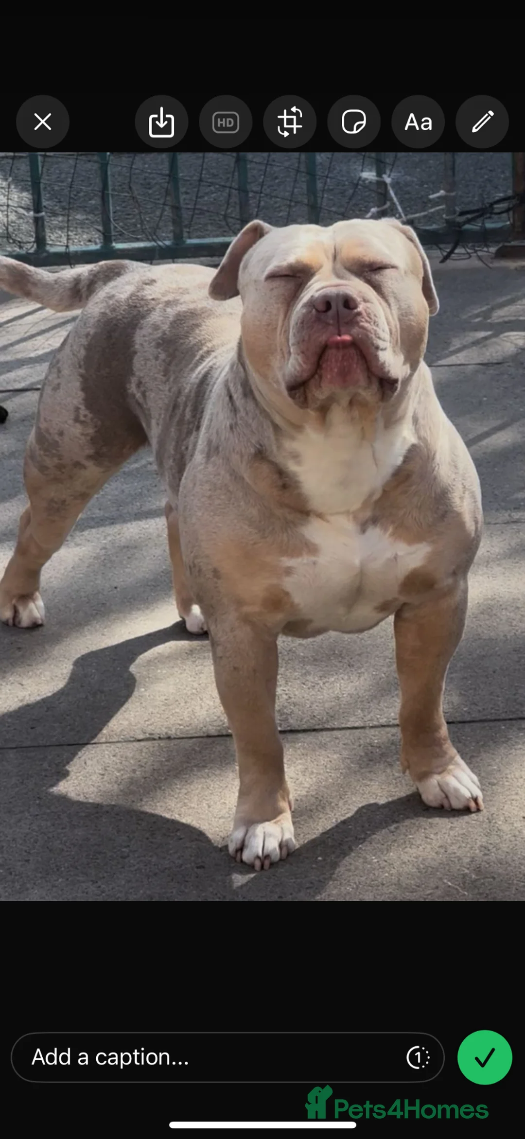 American Bully dogs for stud: Standard American Bully Stud for 1 Puppy  - Advert 1