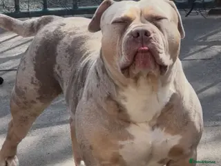 American Bully dogs Lilac Tri Merle Standard American Bully Stud - Advert 5