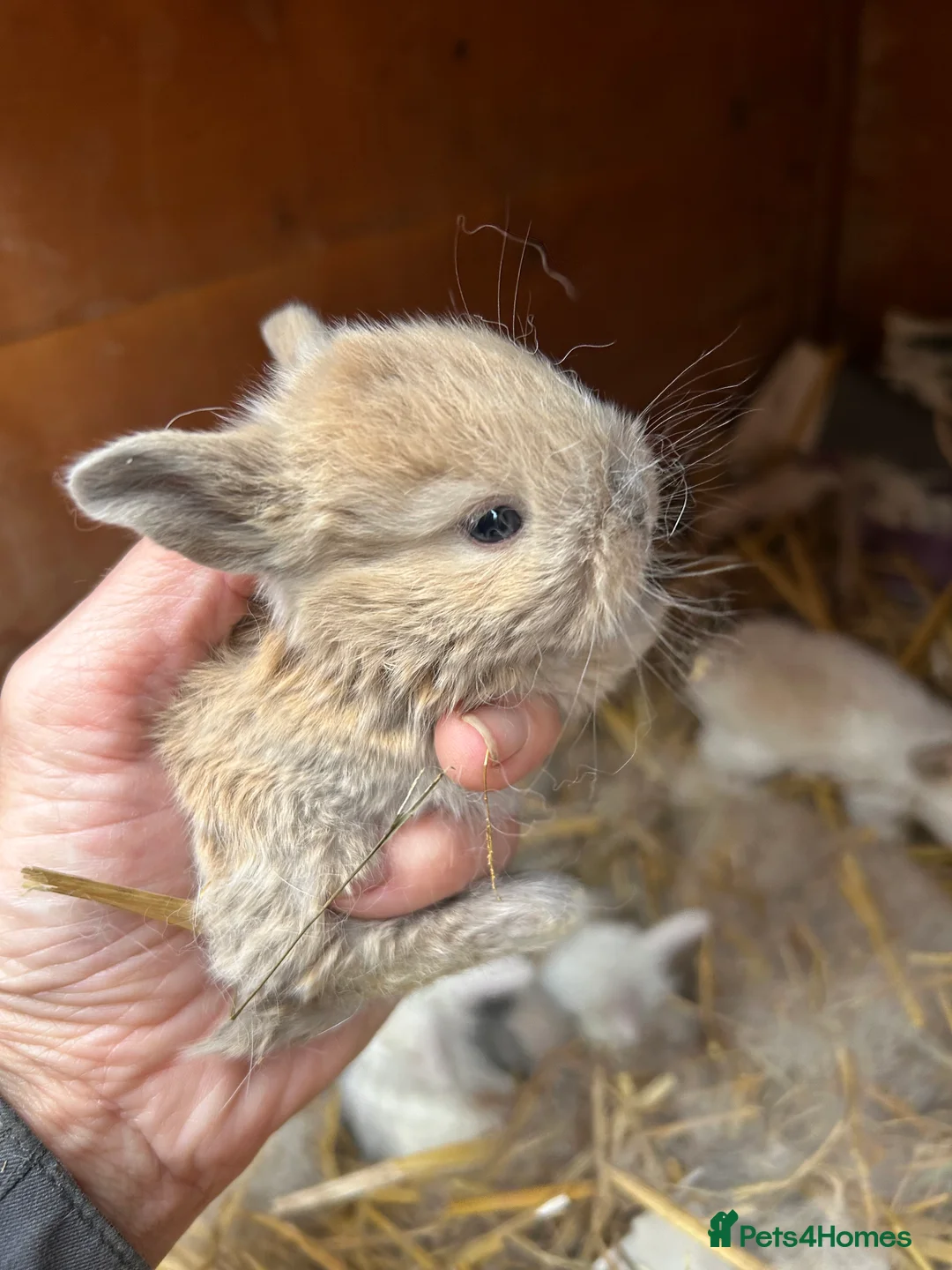 Mini Lop rabbits for sale: Beautiful baby mini lop bunnies ready March  - Advert 5