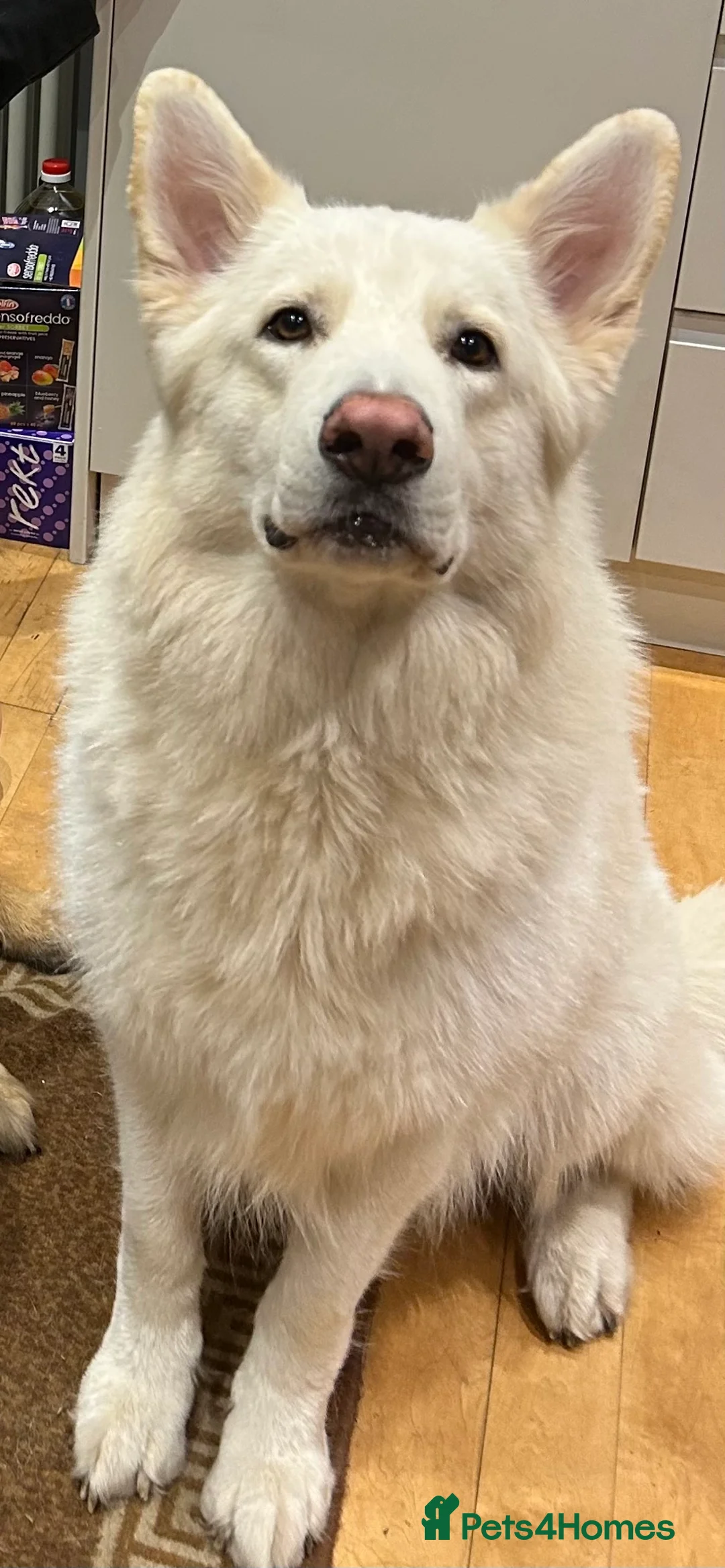 German Shepherd dogs for stud: For Stud only -Long haired White German Shepherd - Advert 2