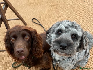Cockapoo dogs in Bury Saint Edmunds - Advert 4