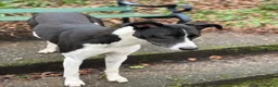 Mixed Breed dogs for stud: Stud dog in Stoke-on-Trent - Advert 2