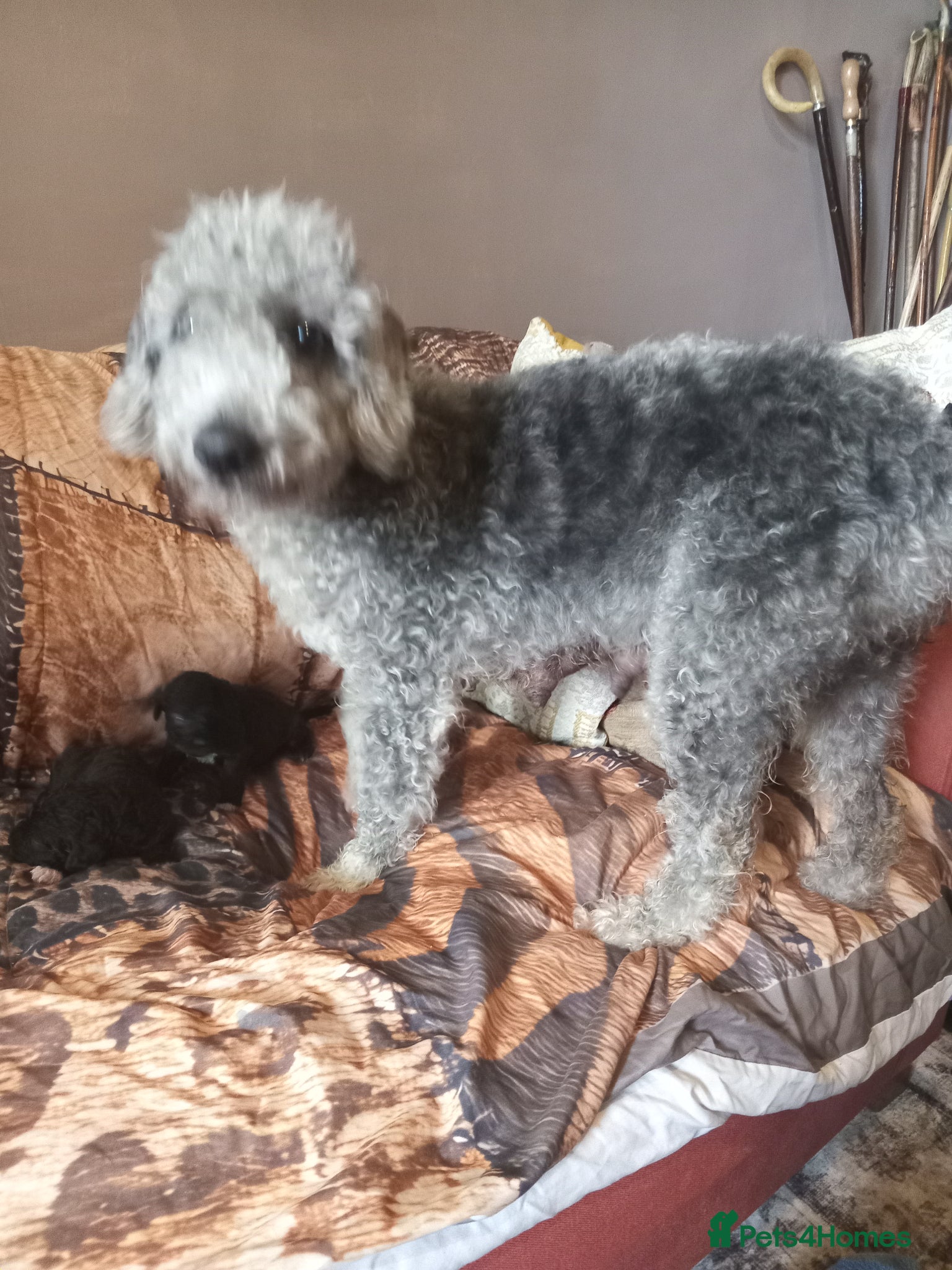 Bedlington Terrier dogs Lovely Bedlington puppies  - Advert 1