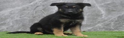 German Shepherd dogs for sale: KC Registered GSD Litter – 1 Male Available - Advert 9