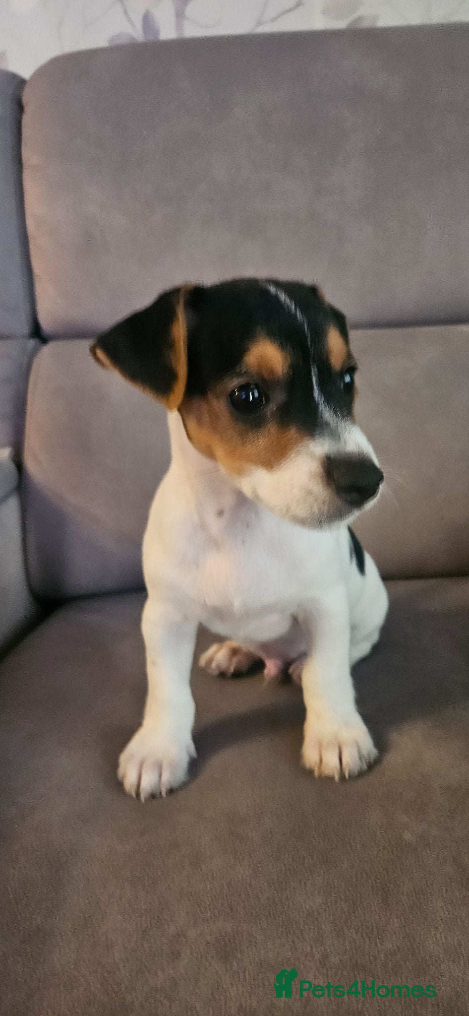 Jack Russell dogs Traditional jack Russell puppies  - Advert 1