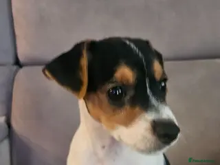 Jack Russell dogs Traditional jack Russell puppy - Advert 2
