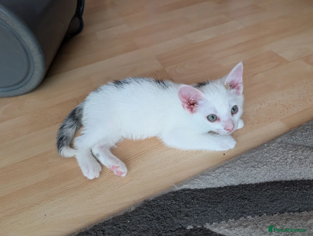 Mixed Breed cats for sale: Kittens  - Advert 24