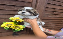 Shih Tzu dogs for sale: Beautiful shitzu puppies for sale - Image 13