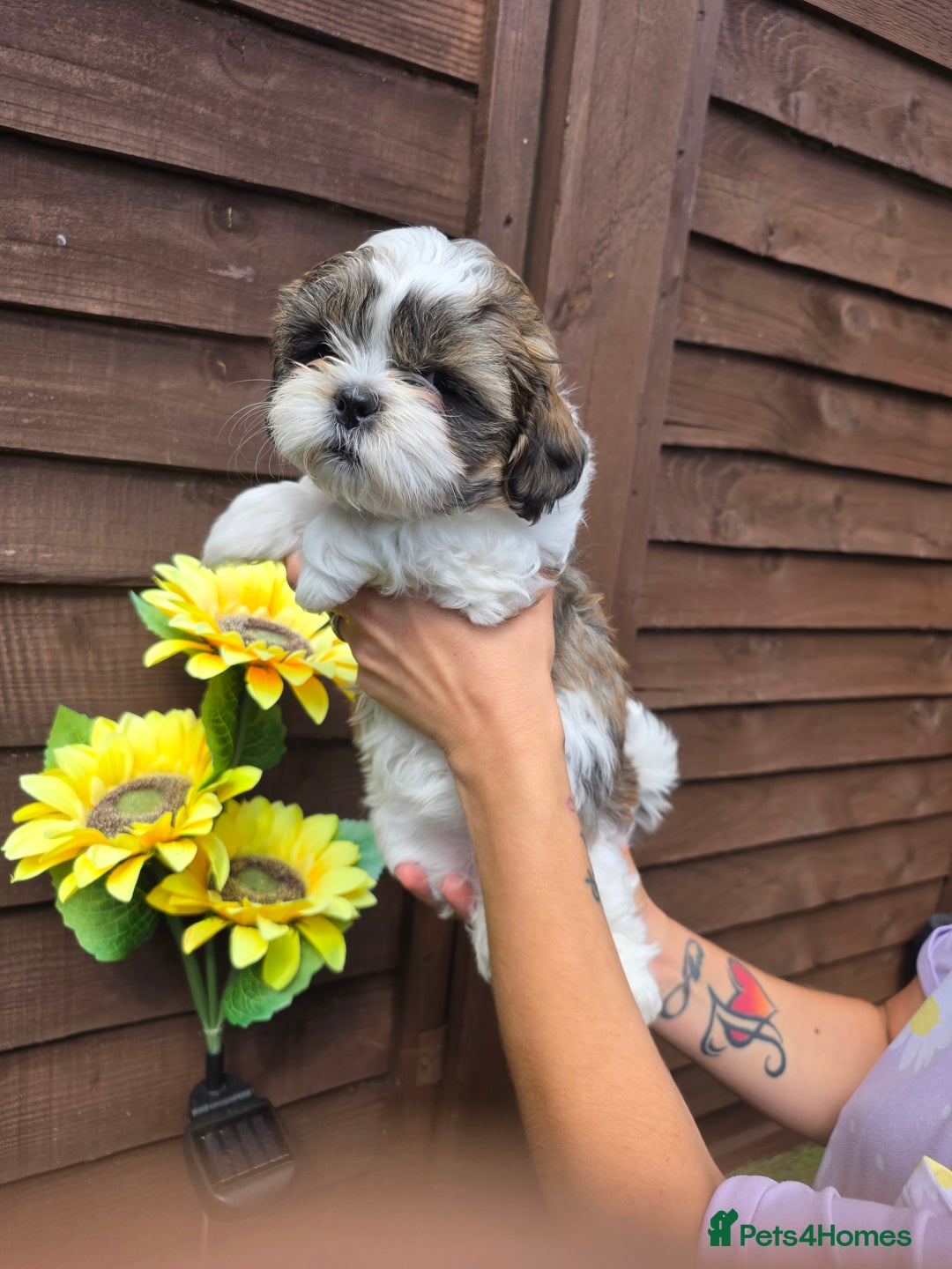 Shih Tzu dogs for sale: Beautiful shitzu puppies for sale - Image 13