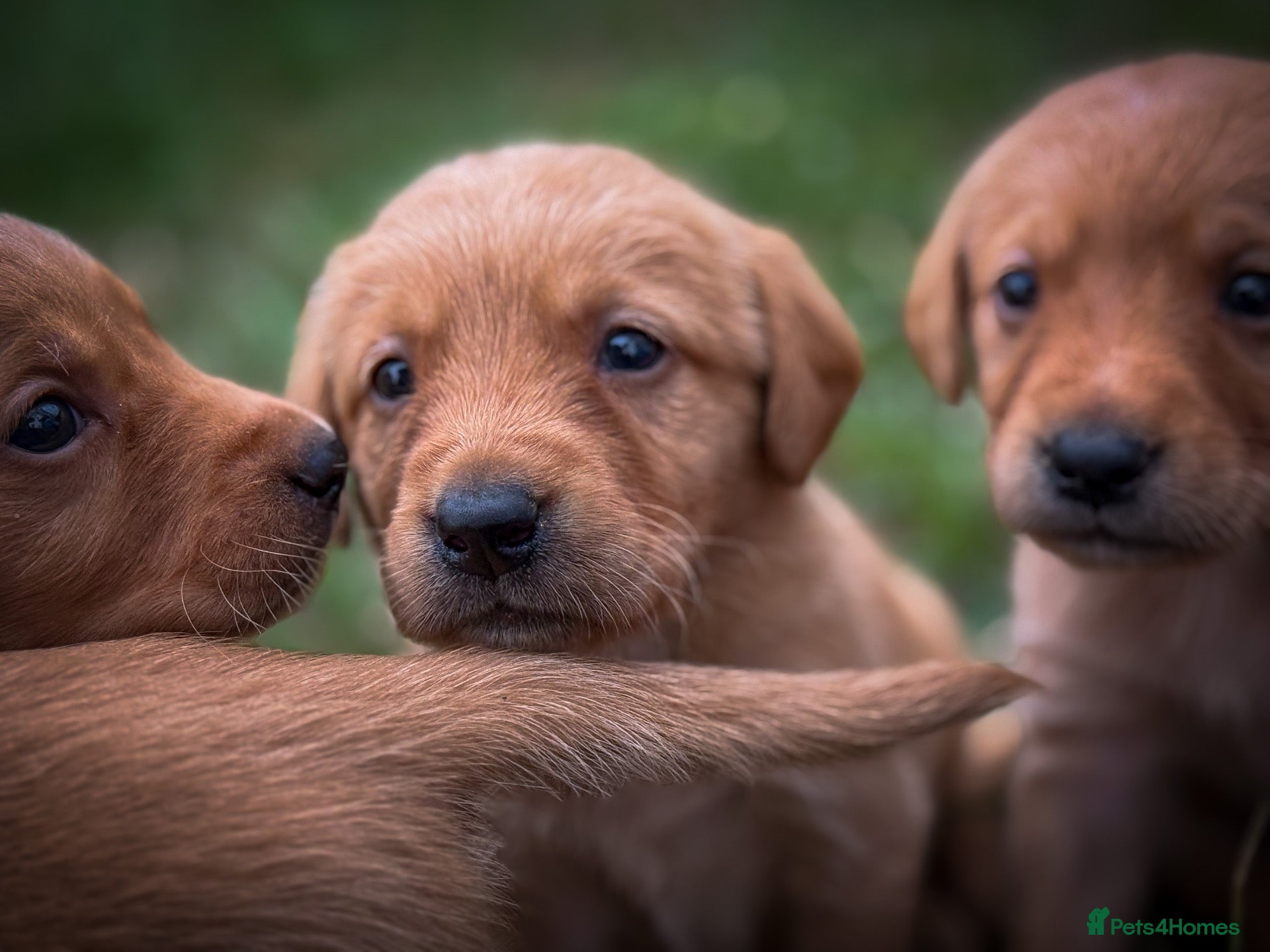 Goldador dogs Beautiful Red Goldador KC Reg Parents - Advert 1