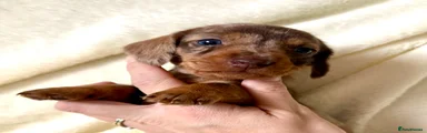 Miniature Dachshund Puppy 4