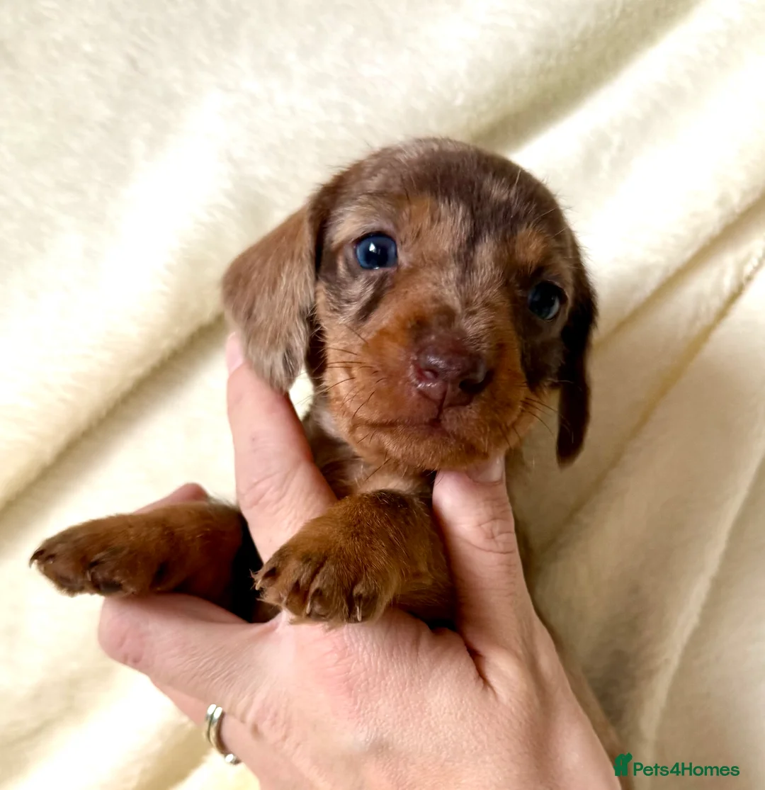 Miniature Dachshund dogs for sale: Miniature dachshund puppies  in Durham - Advert 7